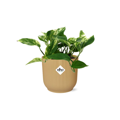 Scindapsus (Epipremnum) Marble Queen in ELHO Vibes Fold 14cm geel