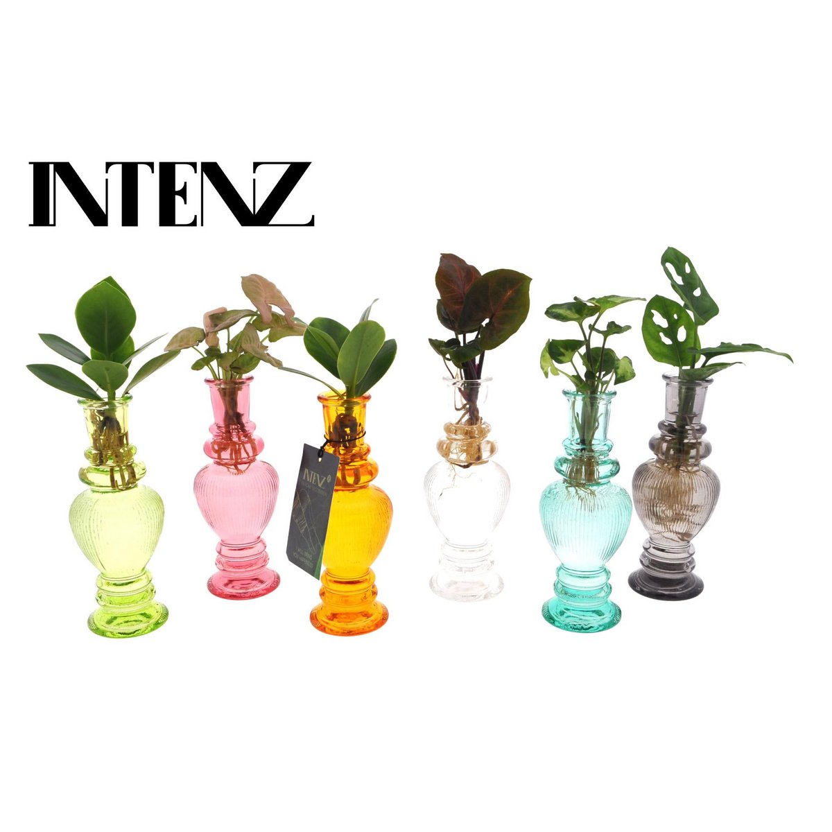 Houseplants mix in Venice Glas - 6 pieces - Ø7cm - ↕20cm