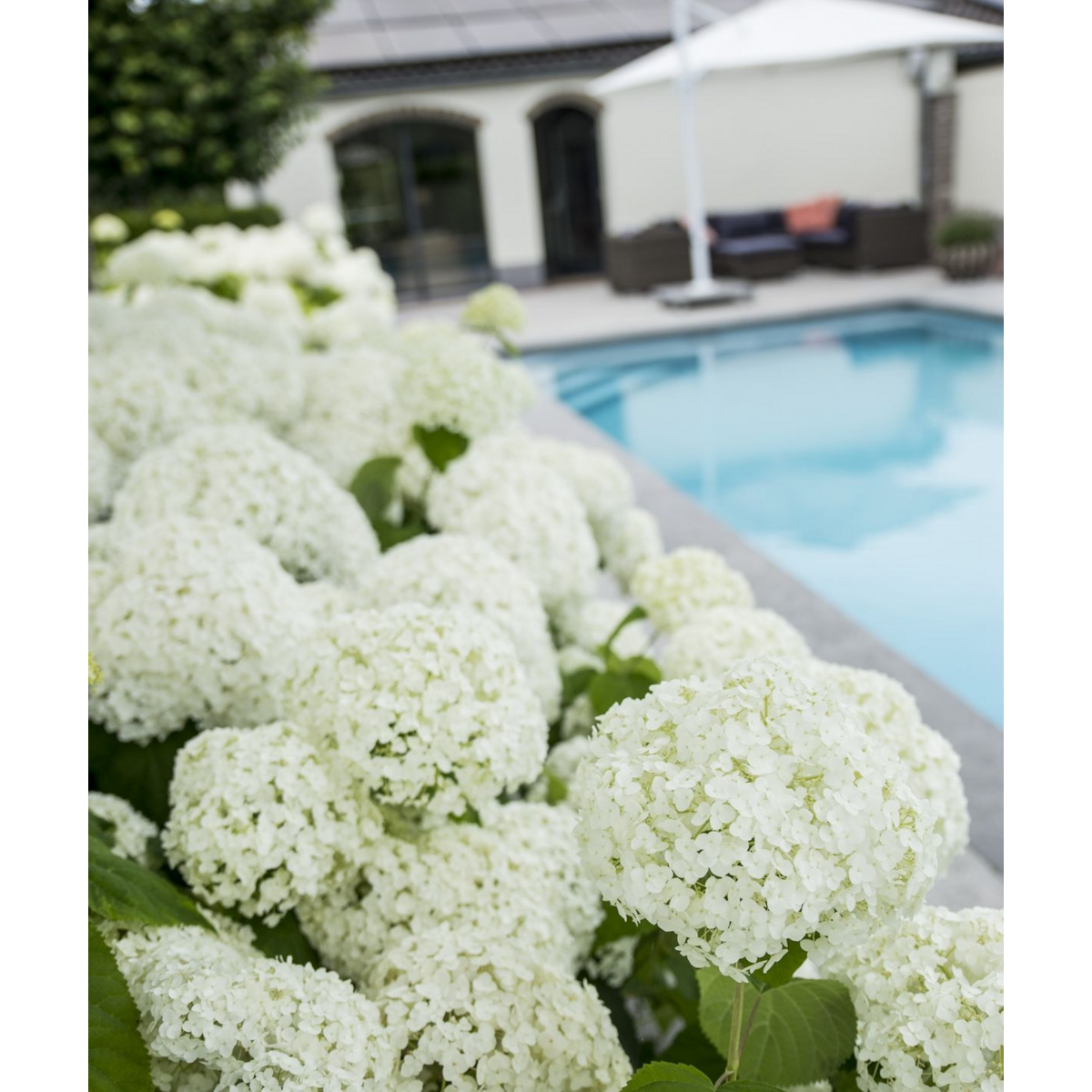 Hydrangea arbo. 'Strong Annabelle' - Ø19cm - ↕30cm