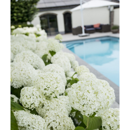 Hydrangea arbo. 'Strong Annabelle' - Ø19cm - ↕30cm