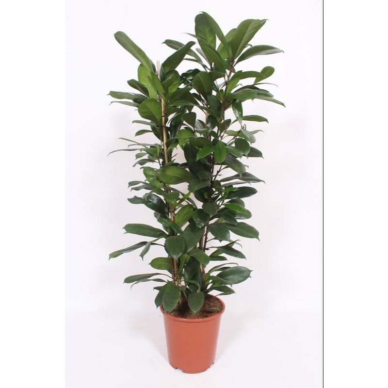 Ficus Cyathistipula - Ø27cm - ↕120cm