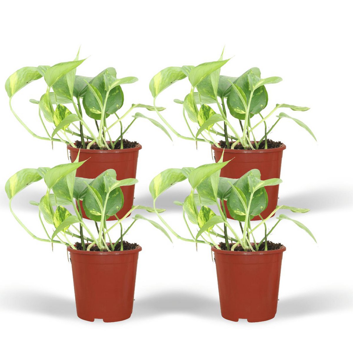Epipremnum Aureum - 4 pieces - ø12cm - ↕20cm