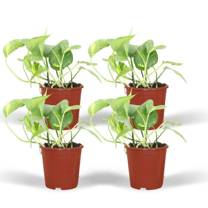 Epipremnum Aureum - 4 pieces - ø12cm - ↕20cm
