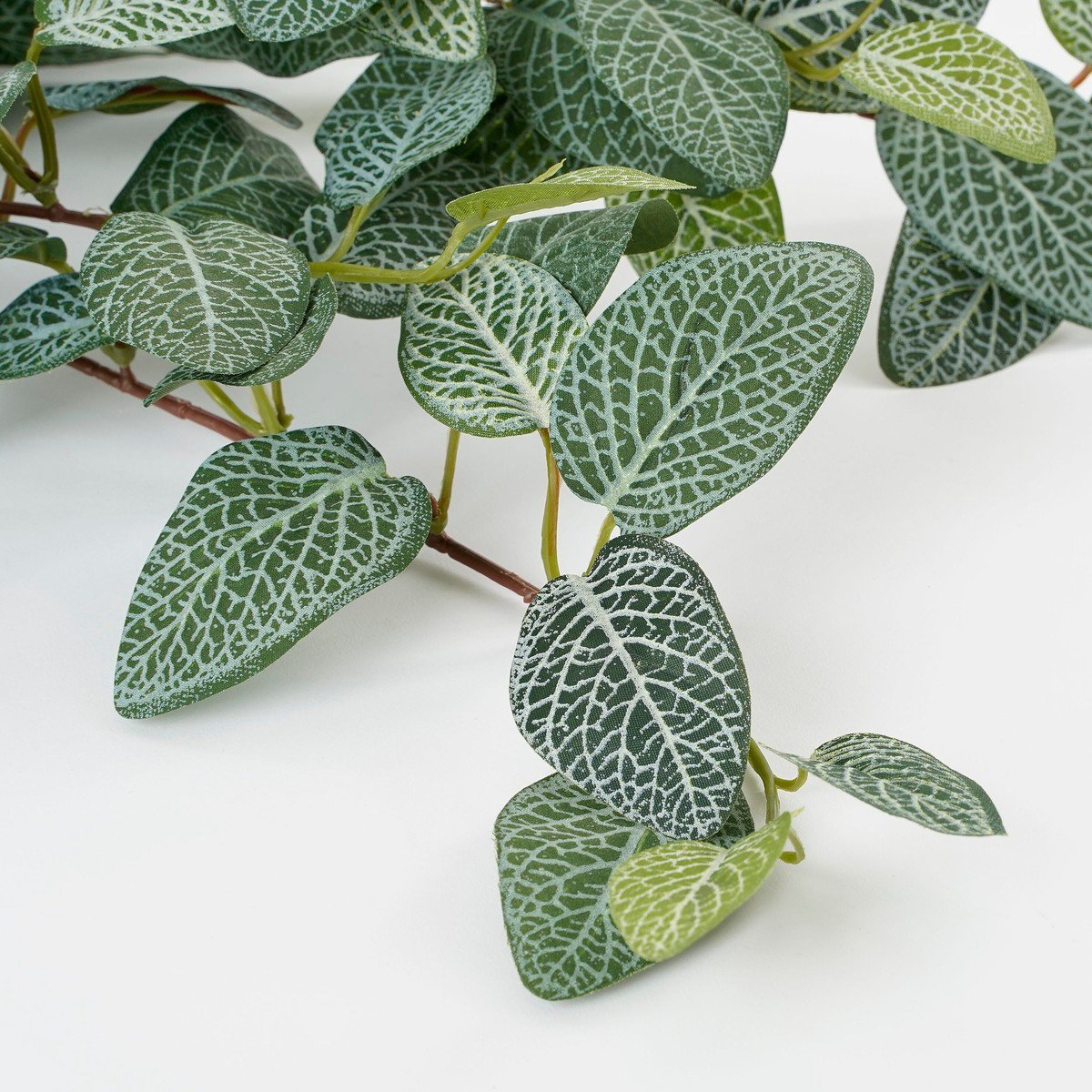 Artificial hanging plant Fittonia Green