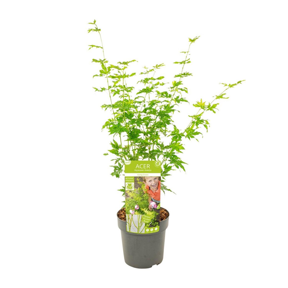 Acer palm. 'Going Green'Â® | [P19-H40]