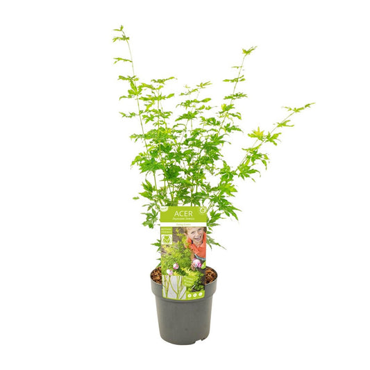 Acer palm. 'Going Green'Â® | [P19-H40]
