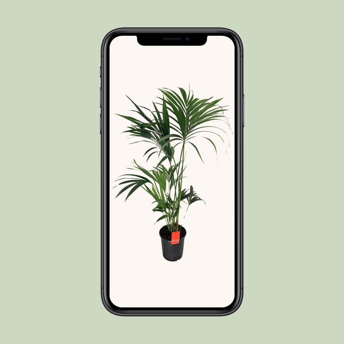 Howea Forsteriana - Ø24cm - ↕130cm