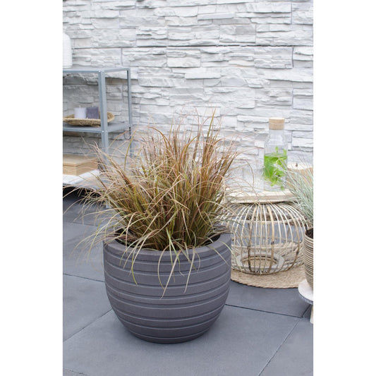 Uncinia rubra Everflame - Ø19cm - ↕40cm - Ø19 - ↨40cm