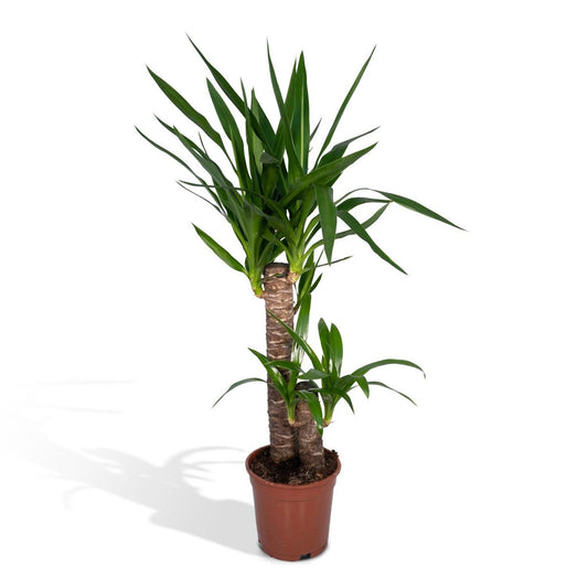 Yucca Elephantipes - Palm Lily - Ø17cm - ↕85cm