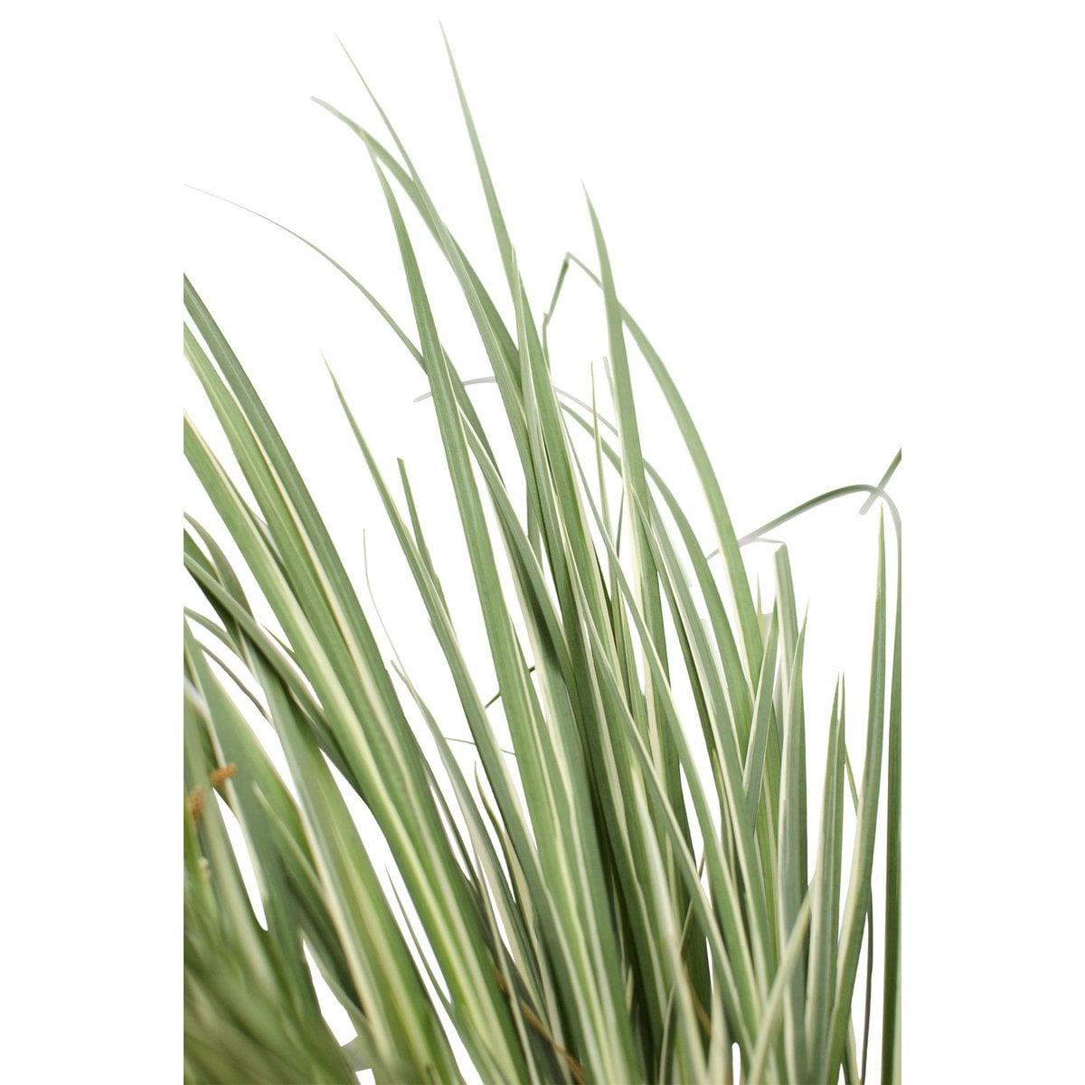 Acorus gramineus 'Argenteostriatus' - Ø14cm - ↕30cm