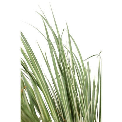 Acorus gramineus 'Argenteostriatus' - Ø14cm - ↕30cm