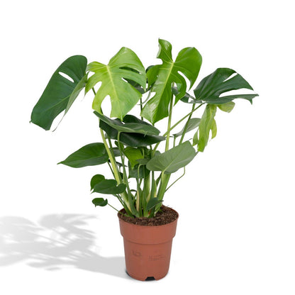 Monstera Deliciosa - Ø19cm - ↕60cm