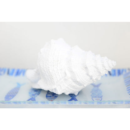 Decorative white shell 25x17x13cm