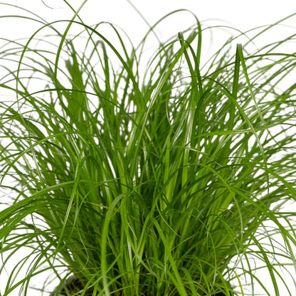 Cyperus Alternifolius - 4 pieces - ø12cm - ↕20cm