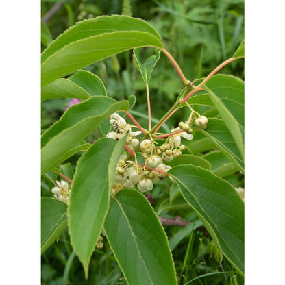 Actinidia arguta 'Issai' - Kiwibes - Ø13cm - ↕45cm