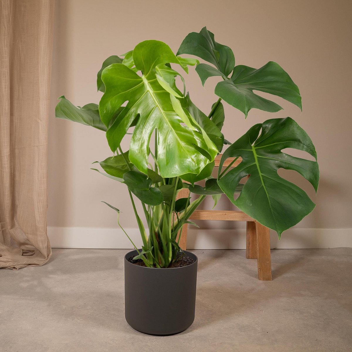 Monstera Deliciosa - Hole plant - Ø21cm - ↕65cm