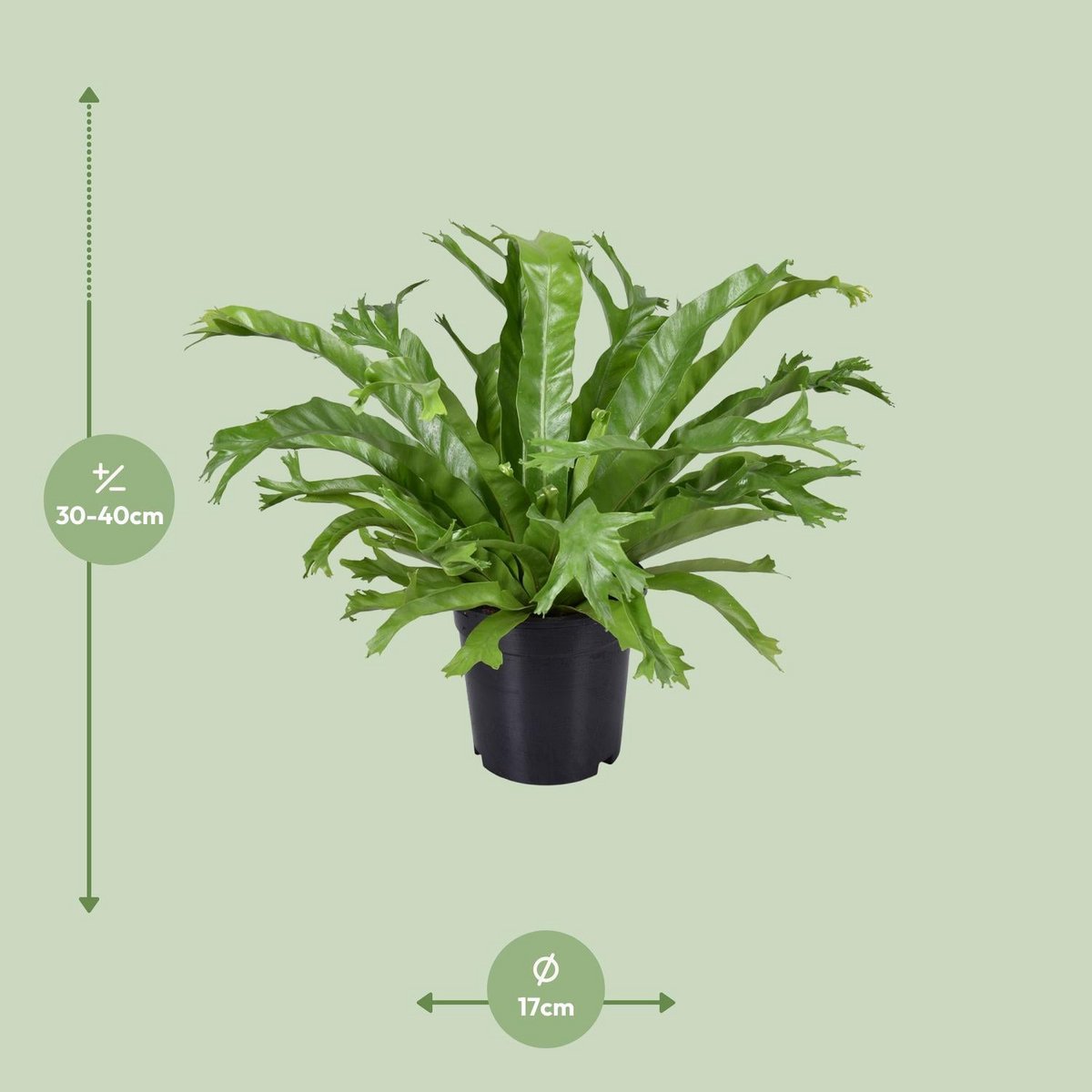 Asplenium Crissie | [P17-H40]