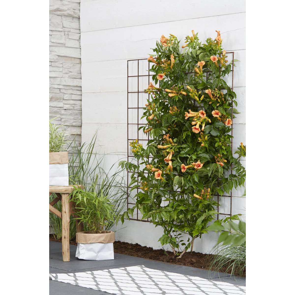Campsis Indian Summer - Trumpet flour Orange - Ø15cm - ↕65cm - Ø15 - ↨65cm