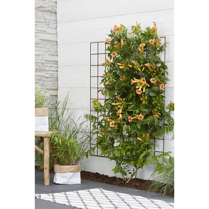 Campsis Indian Summer - Trumpet flour Orange - Ø15cm - ↕65cm - Ø15 - ↨65cm
