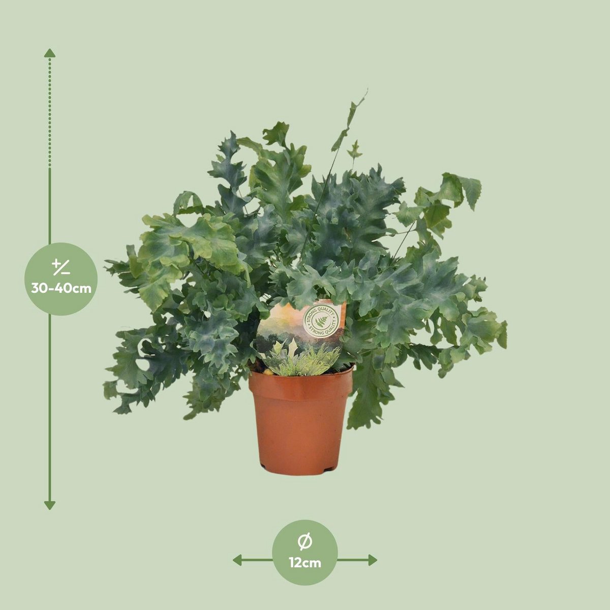 Phlebodium Davana | [P12-H35]