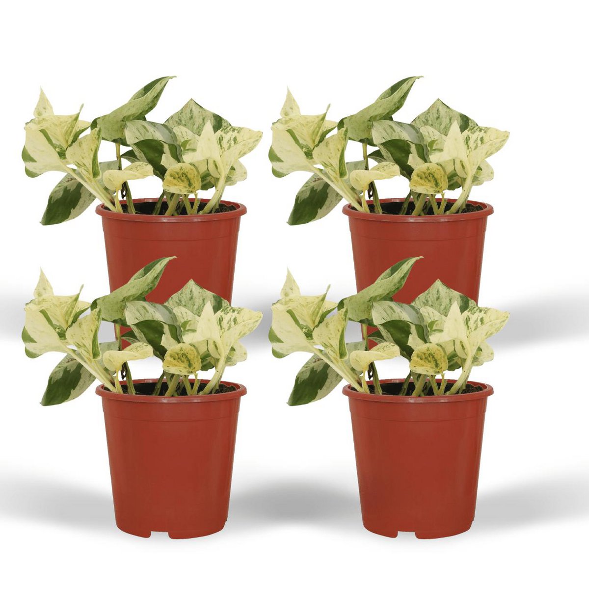 Epipremnum Happy Leaf - 4 pieces - ø12cm - ↕15cm