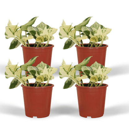 Epipremnum Happy Leaf - 4 pieces - ø12cm - ↕15cm