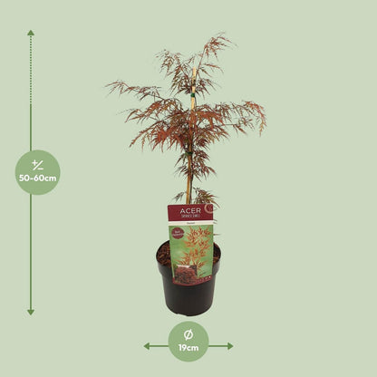 Acer palm. 'Garnet' - ↕40cm - Ø19cm