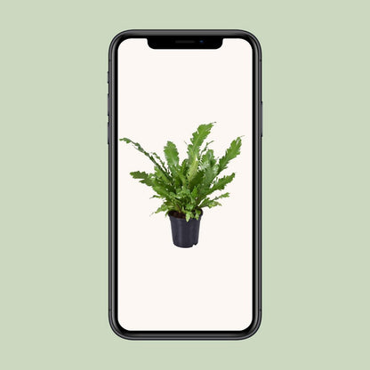 Asplenium Campio | [P17-H45]