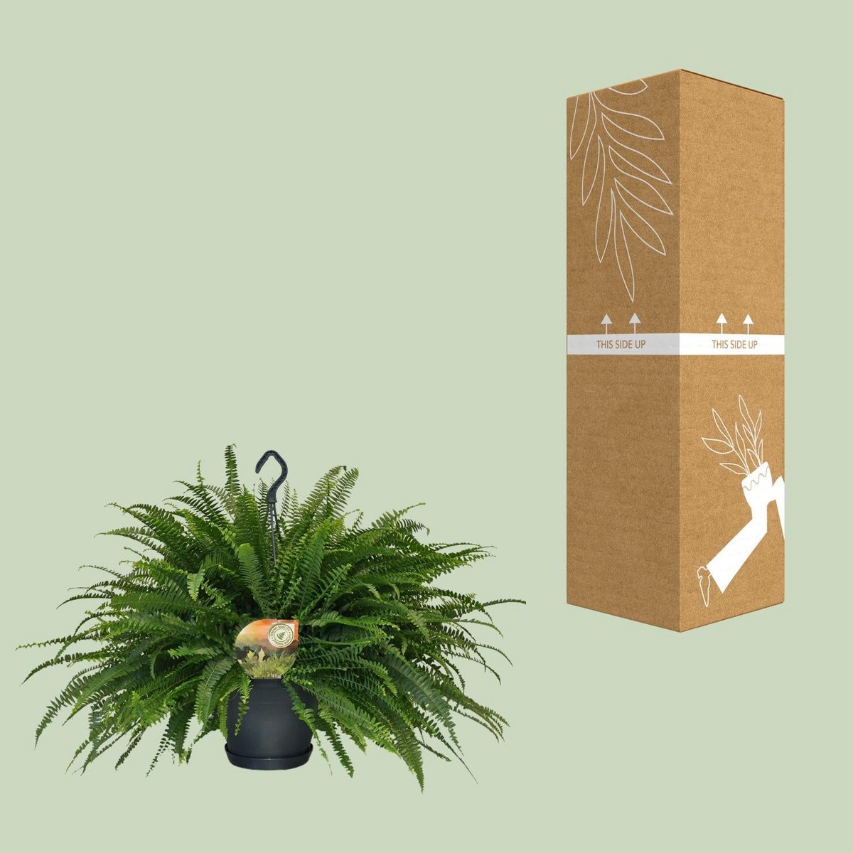 Nephrolepis Green Lady Hangpot | [P20-H60]