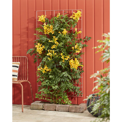 Campsis Summer Jazz 'Gold Trumpet' - ↕65cm - Ø15