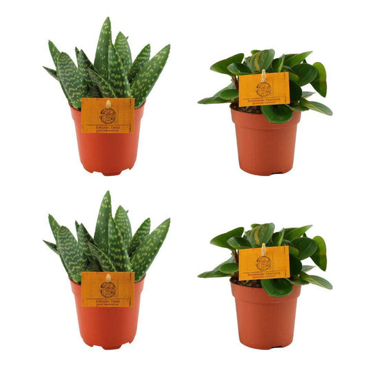 2x Aloe Paradisicum + Peperomia Obtipan Green - 4 stuks - Ø10.5cm - ↕10cm