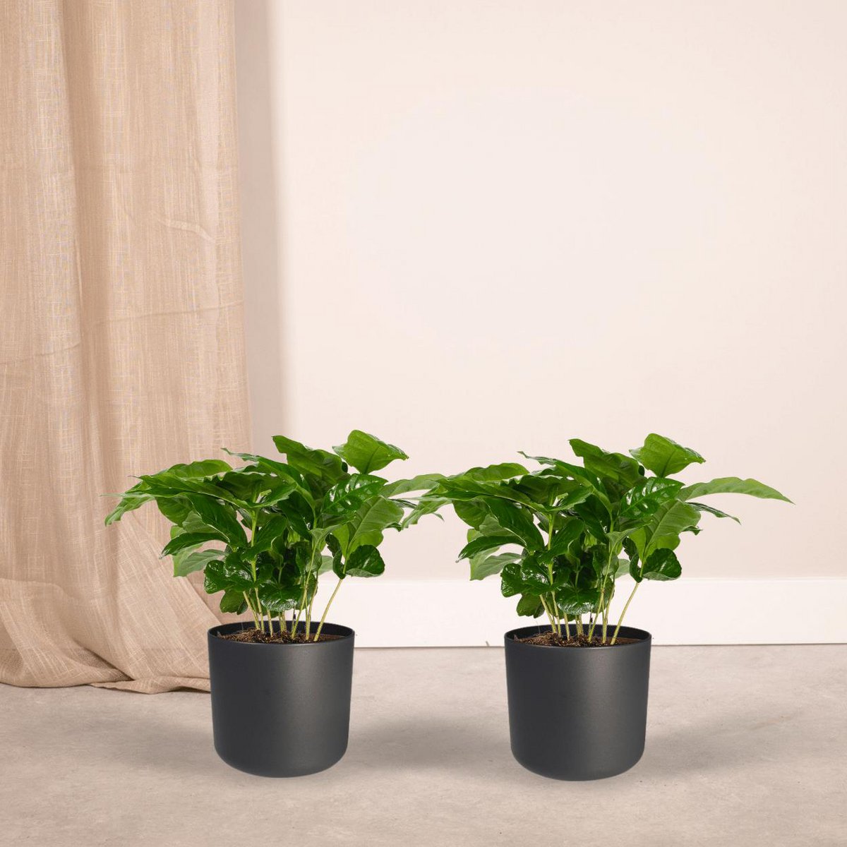 Coffea Arabica - Coffee plant - 2 pieces - ø12cm - ↕25cm