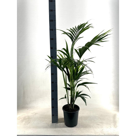 Kentia - P21 H110 - 5pp - Ecoline (Howea Forsteriana - Ø21cm - ↕110cm