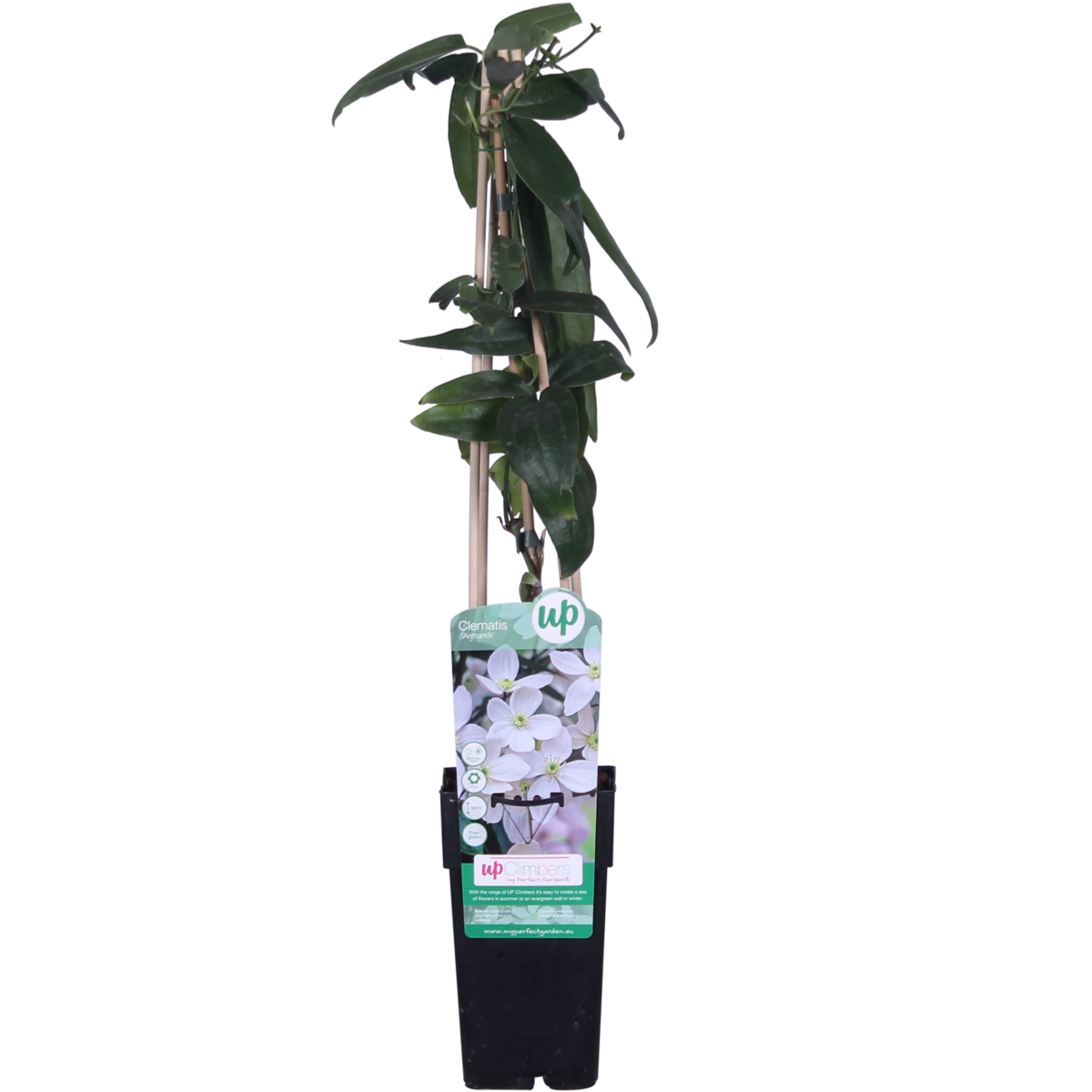 Clematis Armandii - ↕65cm - ø15