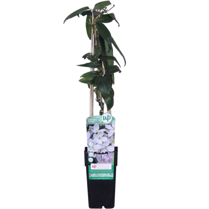 Clematis Armandii - ↕65cm - ø15