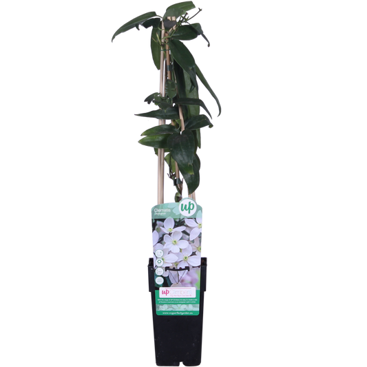 Clematis Armandii - ↕65cm - ø15