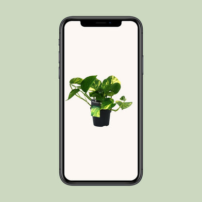 PROMO - Scindapsus (Epipremnum) Aureum - Ø12cm - ↕25cm