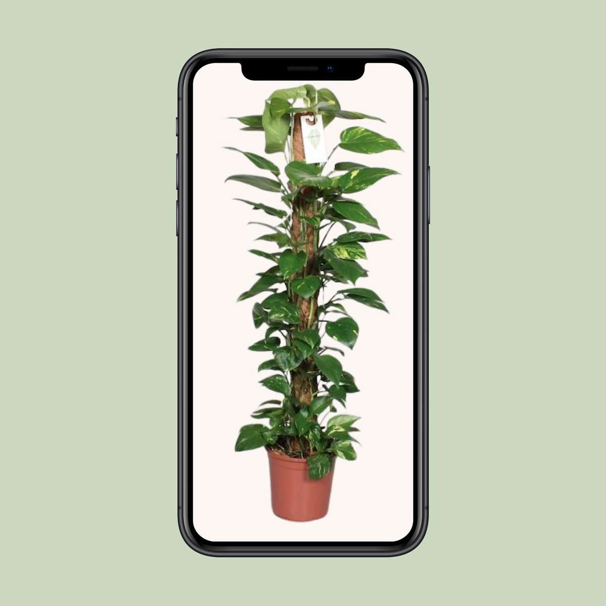 Epipremnum Pinnatum Mosstok 120cm Scindapsus - Ø24cm - ↕120cm