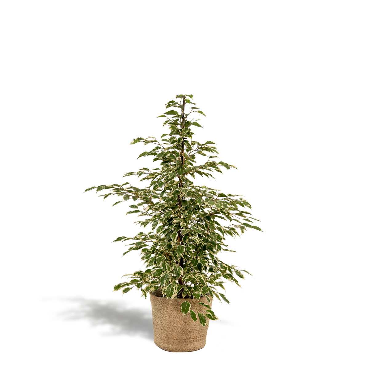 Ficus benjamina Twilight - Ø21cm - ↕95cm + Mand Selin