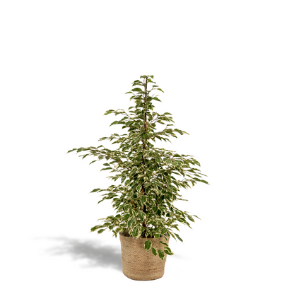 Ficus benjamina Twilight - Ø21cm - ↕95cm + Mand Selin