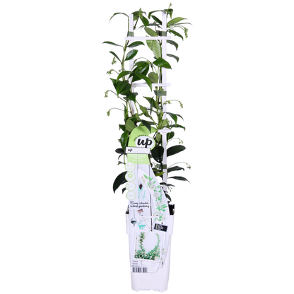 2x - Trachelospermum 'Star of Venice' - ↨65cm - Ø15