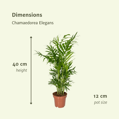 Chamaedorea Elegans (Mexican mountain palm) - 2 pieces - Ø12cm - ↕40cm