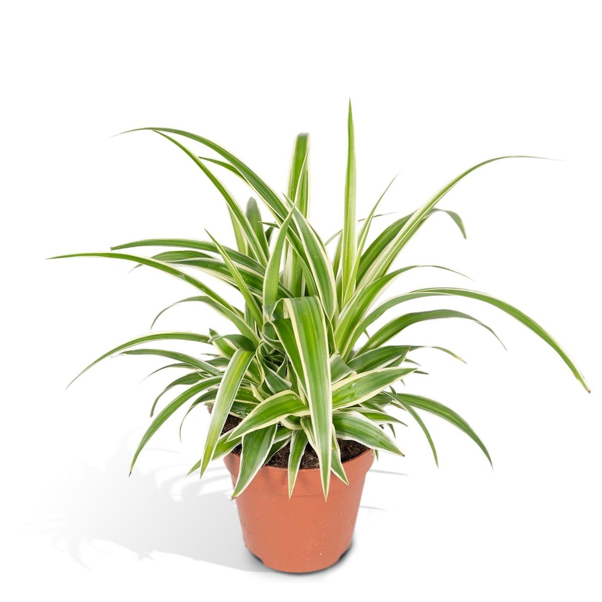 Chlorophytum - Grass Lily - Ø12cm - ↕25cm