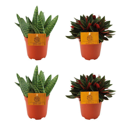 2x Aloe Paradisicum + 2x Peperomia Rosso - 4 stuks - Ø10.5cm - ↕10cm