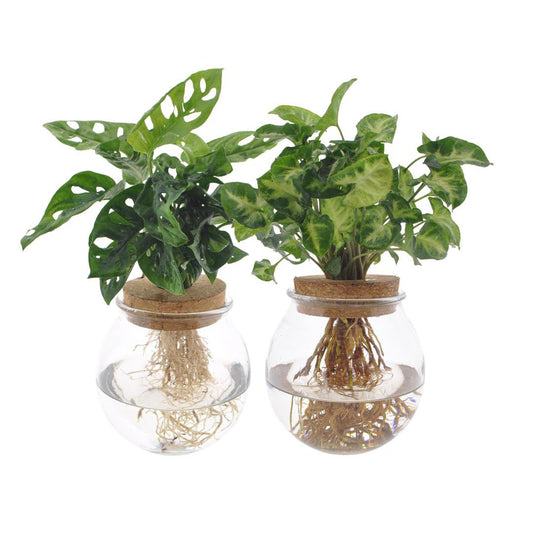 Bolglas Duo Monstera Adansonii/Syngonium Green - 2 stuks - Ø12cm - ↕12-30cm