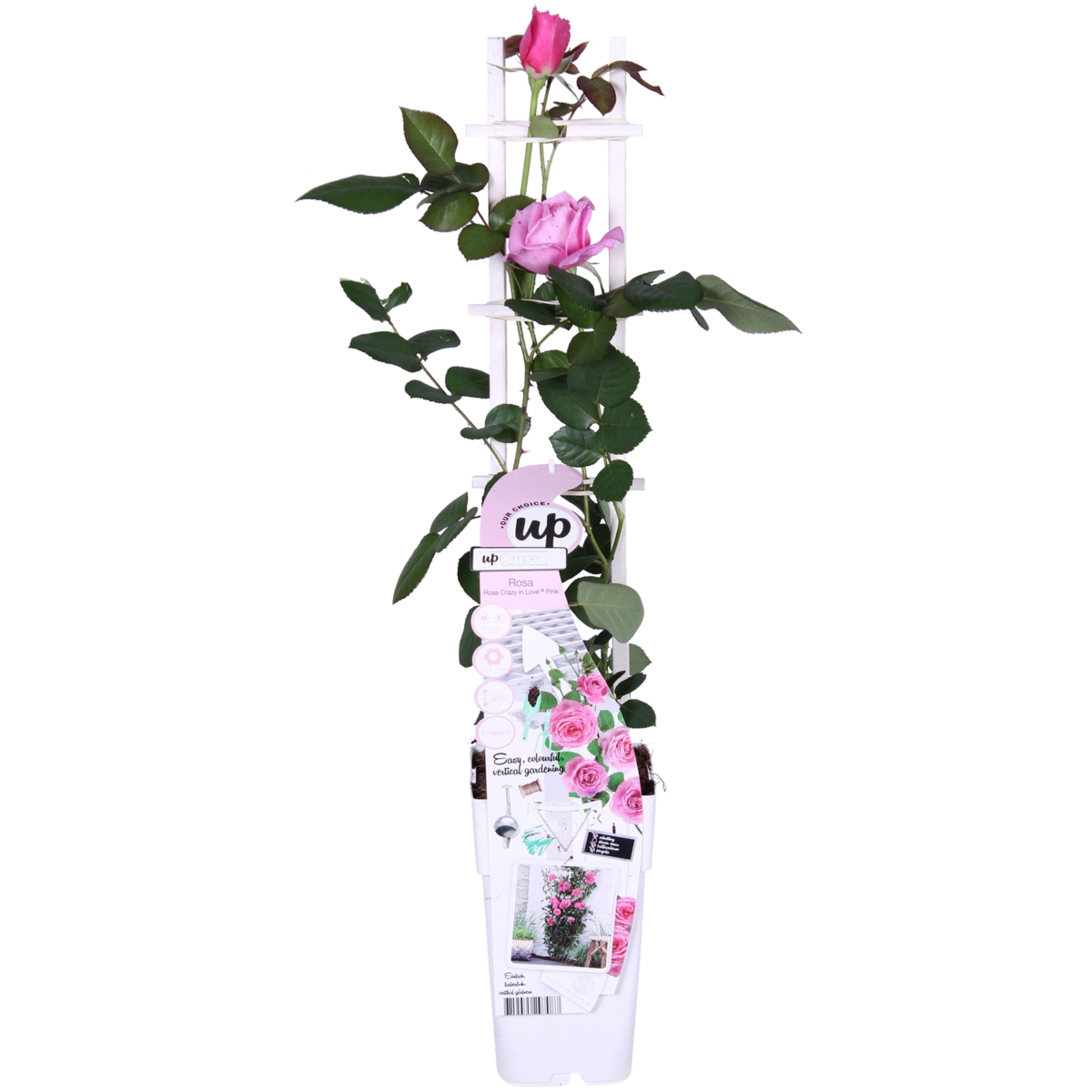 Rosa Crazy in love 'Pink' - ↕65cm - Ø15