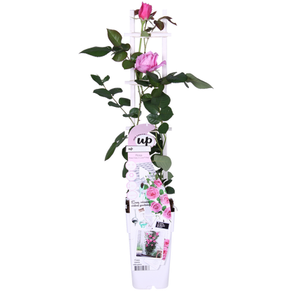 Rosa Crazy in love 'Pink' - ↕65cm - Ø15