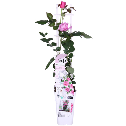 Rosa Crazy in love 'Pink' - ↕65cm - Ø15