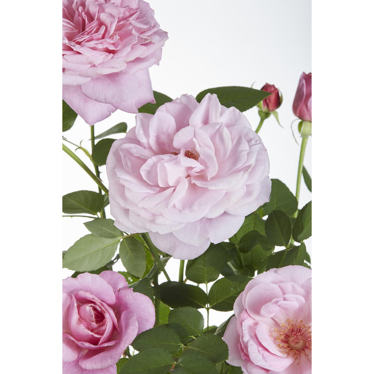Rosa Crazy in love 'Pink' - ↕65cm - Ø15