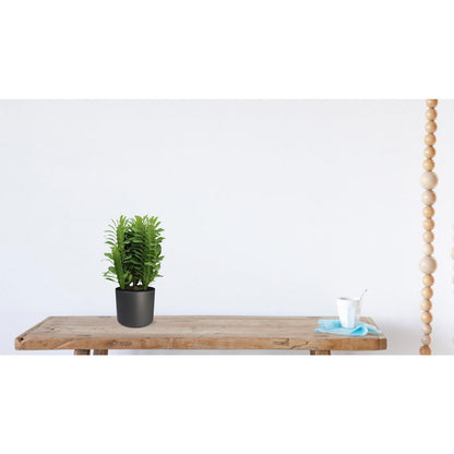 Euphorbia Trigona - Ø12cm - ↕40cm